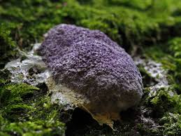 Attēlu rezultāti vaicājumam “Nectriopsis violacea”