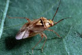 Attēlu rezultāti vaicājumam “Lygus nymph”