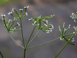 Image result for Anthriscus cerefolium