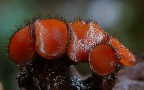 Attēlu rezultāti vaicājumam “Scutellinia scutellata”