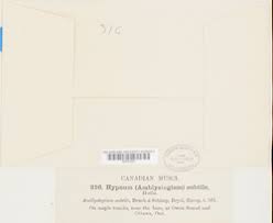 Attēlu rezultāti vaicājumam “Serpoleskea subtilis”