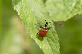 Attēlu rezultāti vaicājumam “Apoderus coryli”