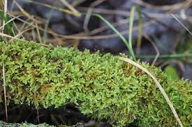 Attēlu rezultāti vaicājumam “Hypnum cupressiforme sporophyte”