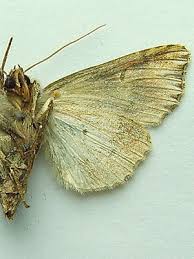 Attēlu rezultāti vaicājumam “Actinotia polyodon”