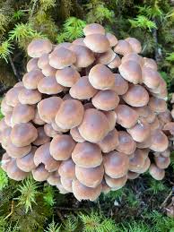 Attēlu rezultāti vaicājumam “Collybia acervata”