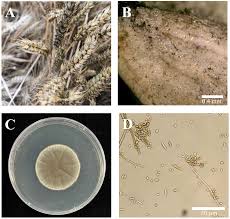 Attēlu rezultāti vaicājumam “Badhamiopsis macrospora spores”