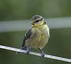 Attēlu rezultāti vaicājumam “Cyanistes caeruleus juvenile”