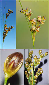 Attēlu rezultāti vaicājumam “Juncus gerardii bud”
