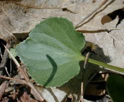 Attēlu rezultāti vaicājumam “Viola epipsila leaf”