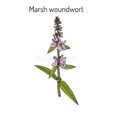 Attēlu rezultāti vaicājumam “Stachys palustris”