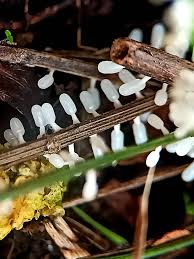 Attēlu rezultāti vaicājumam “Didymiaceae”