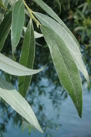 Attēlu rezultāti vaicājumam “Salix alba”