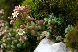 Attēlu rezultāti vaicājumam “Sedum pallidum bud”