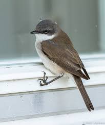 Attēlu rezultāti vaicājumam “Sylvia curruca”