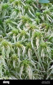 Attēlu rezultāti vaicājumam “Sphagnum flexuosum”