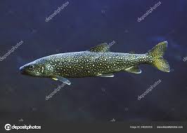 Image result for Salvelinus namaycush