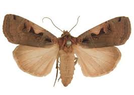 Attēlu rezultāti vaicājumam “Xestia c-nigrum”