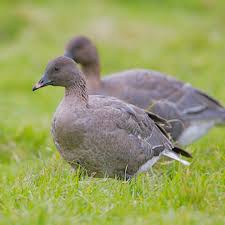 Attēlu rezultāti vaicājumam “Anser brachyrhynchus”