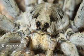 Attēlu rezultāti vaicājumam “Lycosidae”