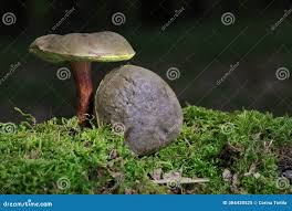 Attēlu rezultāti vaicājumam “Xerocomus pruinatus”