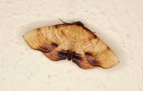 Attēlu rezultāti vaicājumam “Plagodis dolabraria”