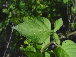 Attēlu rezultāti vaicājumam “Solanum dulcamara”