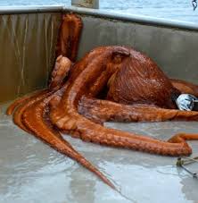 Image result for Enteroctopus dofleini