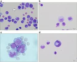 Attēlu rezultāti vaicājumam “Cinclidotus danubicus cells”