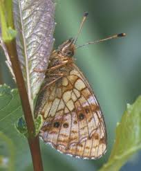 Attēlu rezultāti vaicājumam “Brenthis ino upperside”