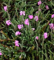 Attēlu rezultāti vaicājumam “Erica tetralix fruit”