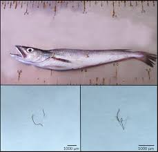 Image result for Merluccius merluccius