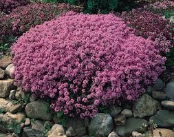Image result for Thymus serpyllum