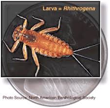 Attēlu rezultāti vaicājumam “Ephemeroptera larvae”