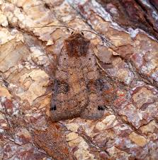 Attēlu rezultāti vaicājumam “Xestia baja”