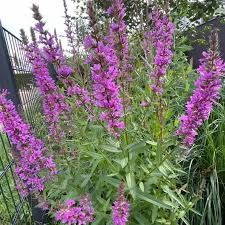 Image result for Blutweiderich