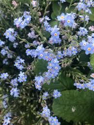 Attēlu rezultāti vaicājumam “Myosotis stricta”
