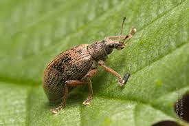 Attēlu rezultāti vaicājumam “Phyllobius”