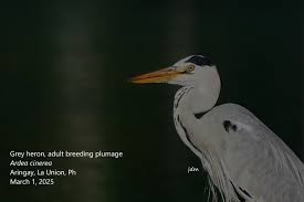 Attēlu rezultāti vaicājumam “Ardea cinerea adult”
