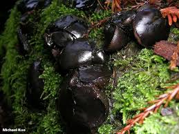 Attēlu rezultāti vaicājumam “Bulgaria inquinans”