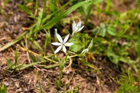 Attēlu rezultāti vaicājumam “Ornithogalum umbellatum flower”