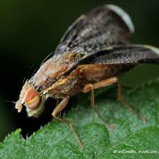 Attēlu rezultāti vaicājumam “Tephritidae”
