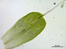 Attēlu rezultāti vaicājumam “Syntrichia virescens”