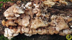 Attēlu rezultāti vaicājumam “Antrodiella semisupina”