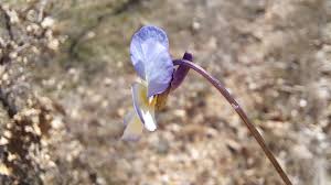 Attēlu rezultāti vaicājumam “Viola tricolor subsp. matutina”