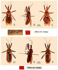 Attēlu rezultāti vaicājumam “Rhynocoris annulatus nymph”