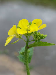 Attēlu rezultāti vaicājumam “Sinapis arvensis”