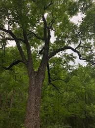 Attēlu rezultāti vaicājumam “Juglans”