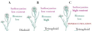 Attēlu rezultāti vaicājumam “Cardaminopsis arenosa fruit”