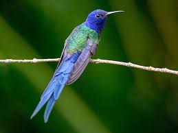 Attēlu rezultāti vaicājumam “Euura acutifoliae”