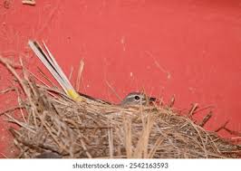 Attēlu rezultāti vaicājumam “Motacilla alba nest”